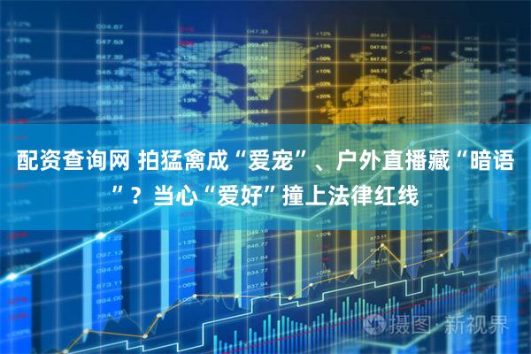 配资查询网 拍猛禽成“爱宠”、户外直播藏“暗语”？当心“爱好”撞上法律红线